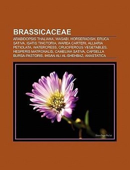 Brassicaceae als Taschenbuch von - 1156407729