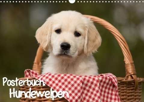 Hundewelpen (Posterbuch DIN A4 quer) als Buch von Anna Auerbach - Anna Auerbach