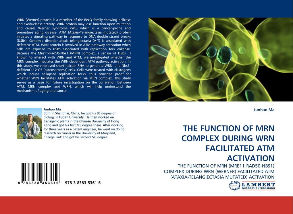THE FUNCTION OF MRN COMPLEX DURING WRN FACILITATED ATM ACTIVATION