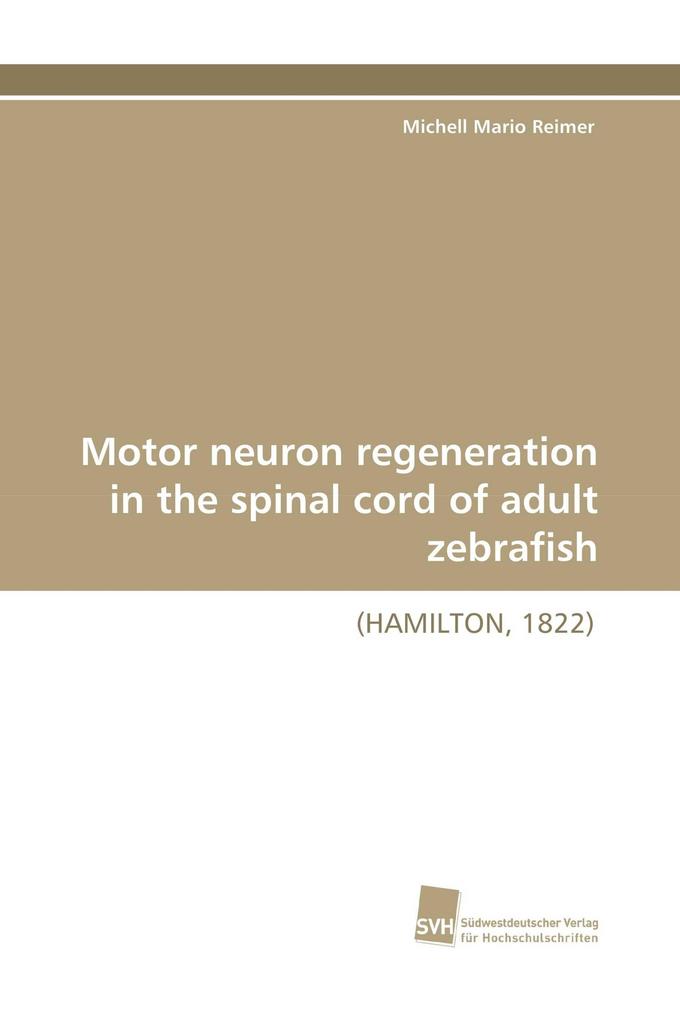 Motor neuron regeneration in the spinal cord of adult zebrafish