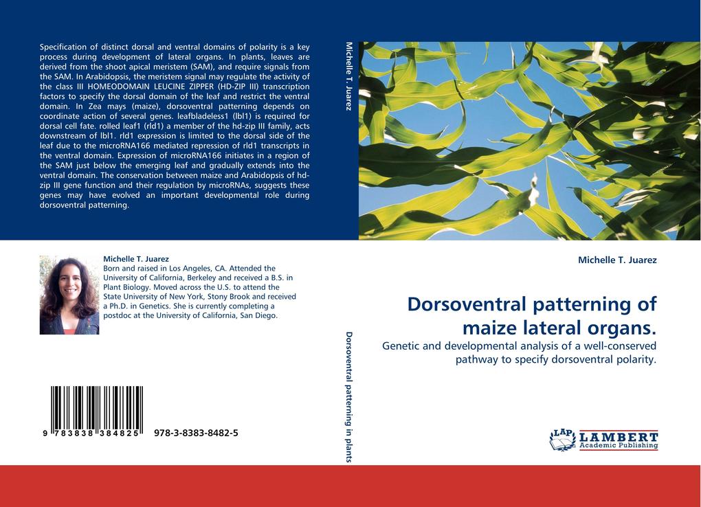Dorsoventral patterning of maize lateral organs.