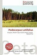 Podocarpus Latifolius