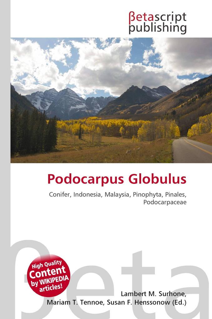 Podocarpus Globulus