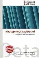 Rhacophorus Moltrechti
