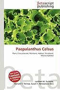 Paepalanthus Celsus
