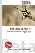 Podocarpus Perrieri
