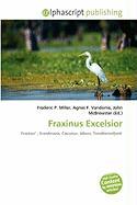 Fraxinus Excelsior