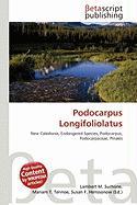 Podocarpus Longifoliolatus