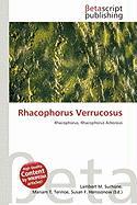 Rhacophorus Verrucosus