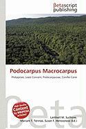 Podocarpus Macrocarpus