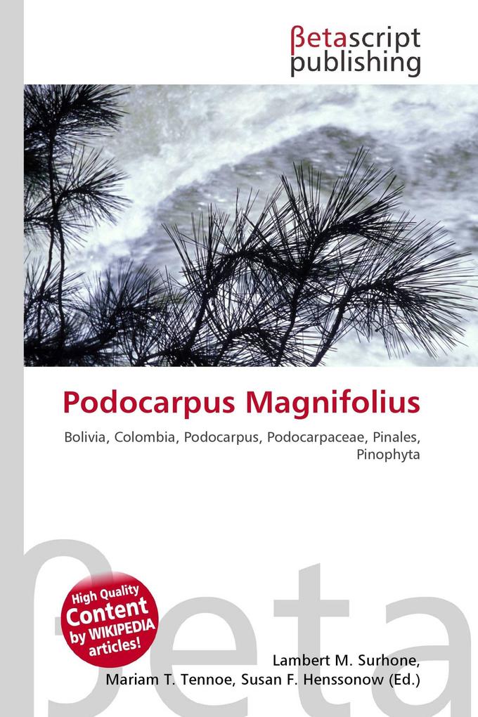 Podocarpus Magnifolius