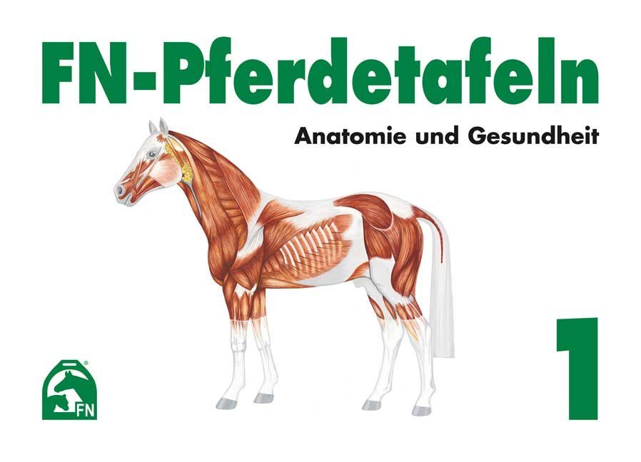 Anatomie und Gesundheit