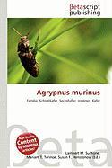 Agrypnus murinus