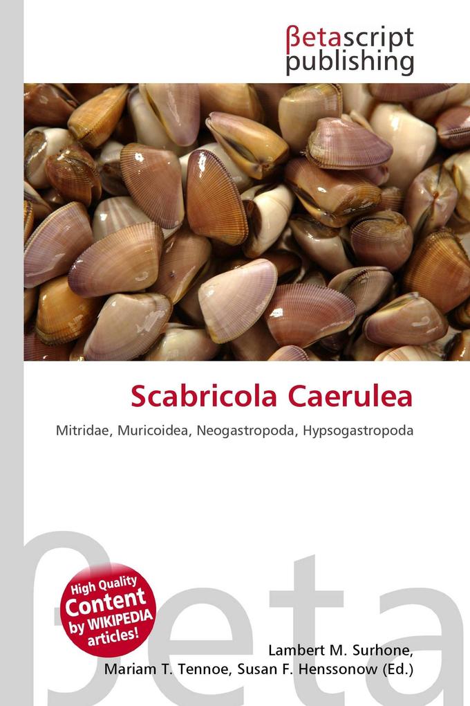 Scabricola Caerulea