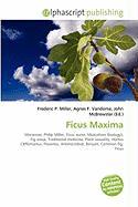 Ficus Maxima