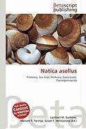 Natica asellus