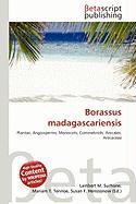 Borassus madagascariensis