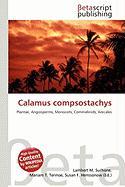 Calamus compsostachys
