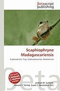Scaphiophryne Madagascariensis
