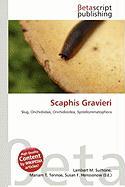 Scaphis Gravieri