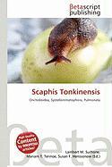 Scaphis Tonkinensis