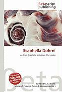 Scaphella Dohrni