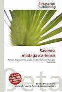 Ravenea madagascariensis