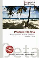 Phoenix reclinata