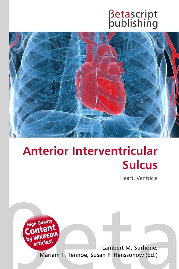 Anterior Interventricular Sulcus
