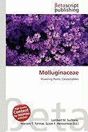Molluginaceae