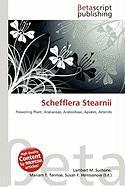 Schefflera Stearnii