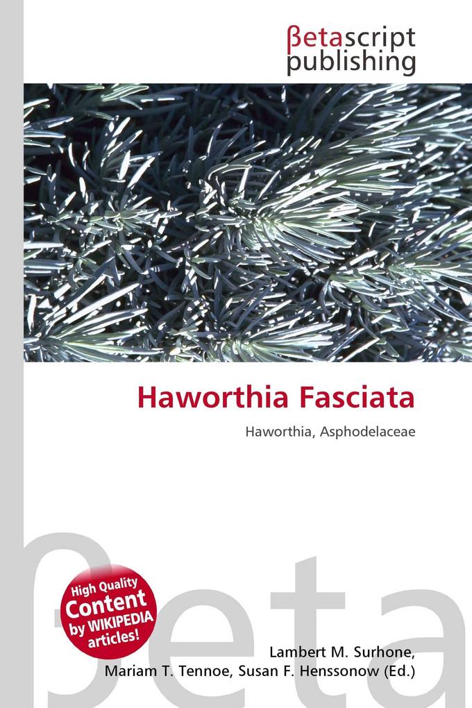 Haworthia Fasciata