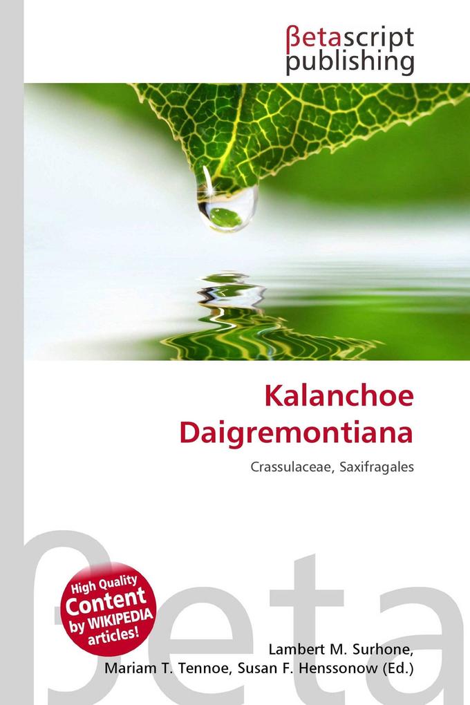 Kalanchoe Daigremontiana