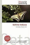 Schinia Indiana