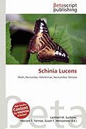 Schinia Lucens