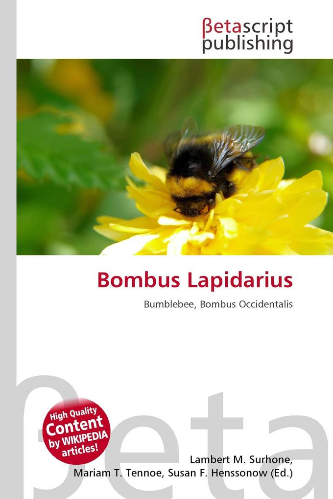 Bombus Lapidarius