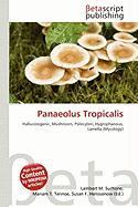 Panaeolus Tropicalis