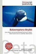 Balaenoptera Brydei