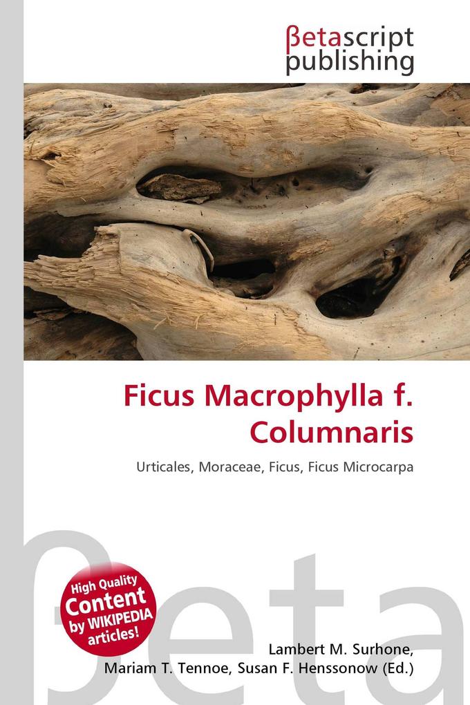 Ficus Macrophylla f. Columnaris