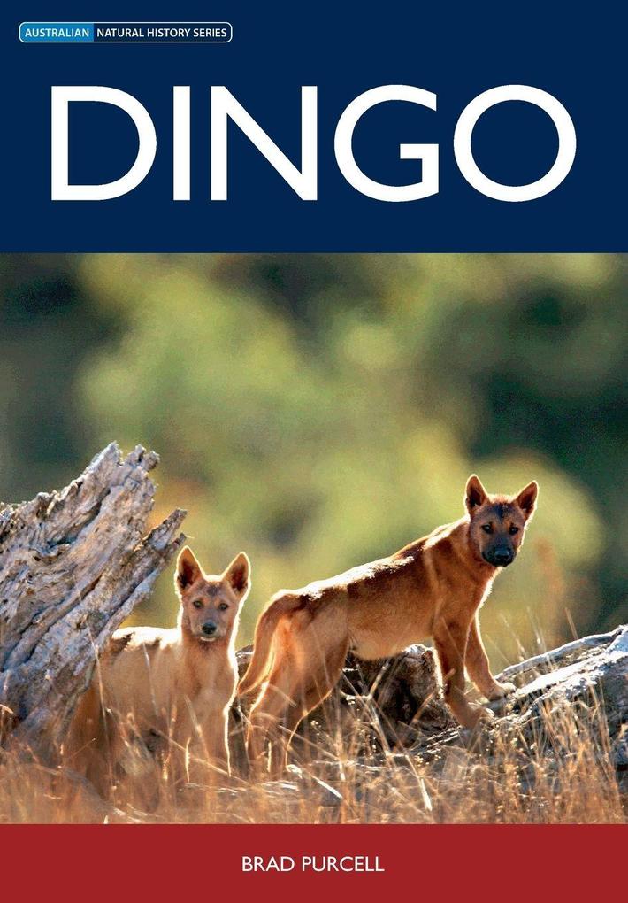 Dingo