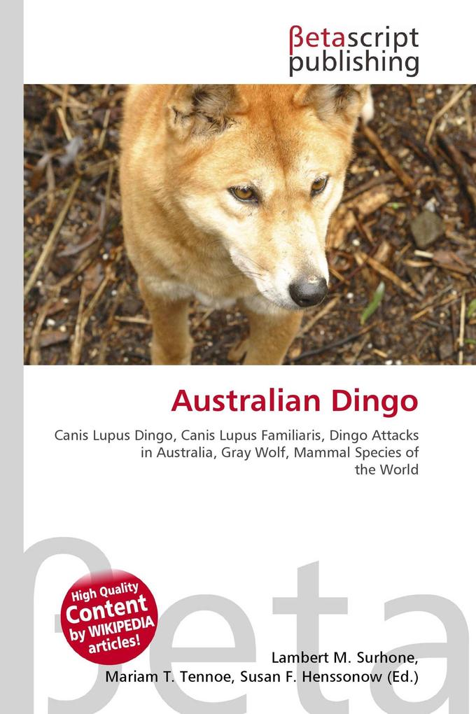 Australian Dingo