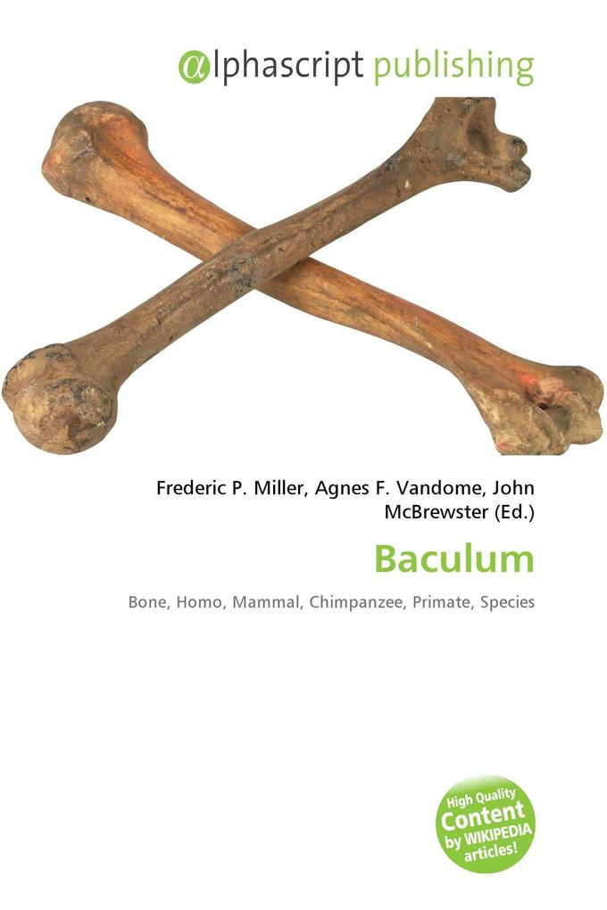 Baculum