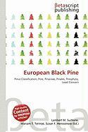European Black Pine