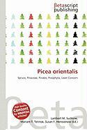 Picea orientalis