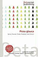 Picea glauca