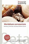 Meridolum corneovirens