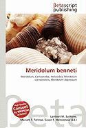 Meridolum benneti