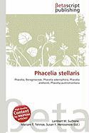 Phacelia stellaris