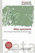 Ribes speciosum