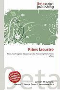 Ribes lacustre